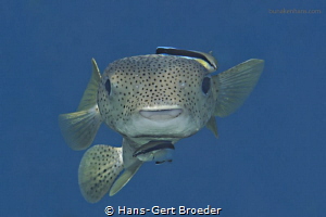 Porcupine fish, cleaner, Diodon hystrix being cleaned by ... by Hans-Gert Broeder 